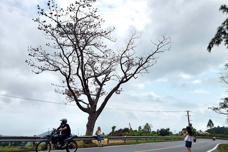 cây thông cô đơn trên đèo Hải Vân